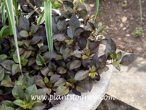 Choco Chili Alternanthera (Alternanthera)
